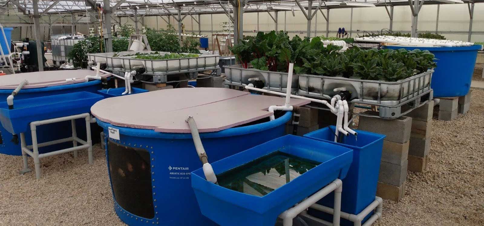 Aquaponic Systems Gulf Hydroponic Agriculture